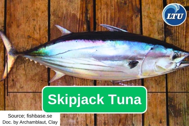 This is What Skipjack Tuna Behavior